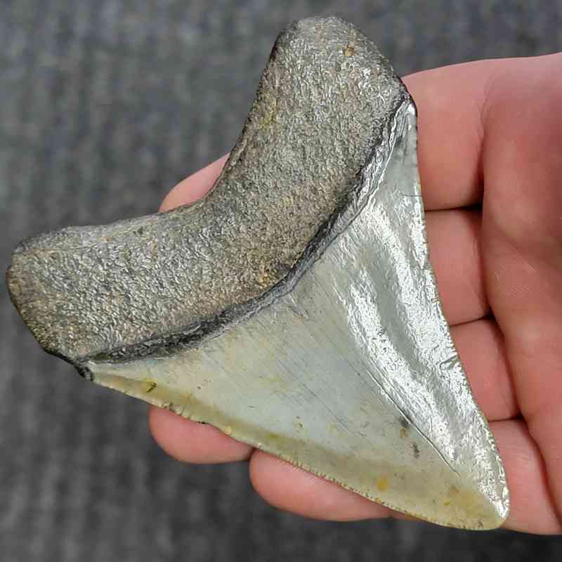 Fossil Megalodon Shark Tooth - STCOM3.5-29 - Image 3