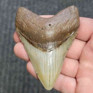Fossil Megalodon Shark Tooth - STCOM3.5-3