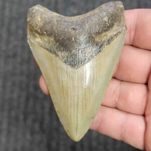 Fossil Megalodon Shark Tooth - STCOM3.5-30