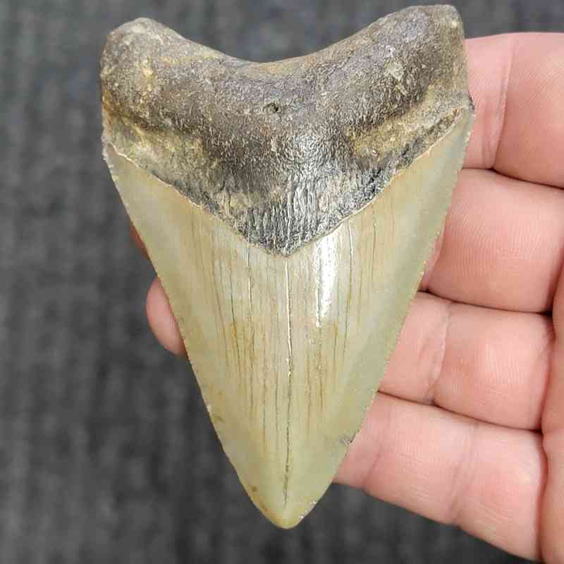 Fossil Megalodon Shark Tooth - STCOM3.5-30