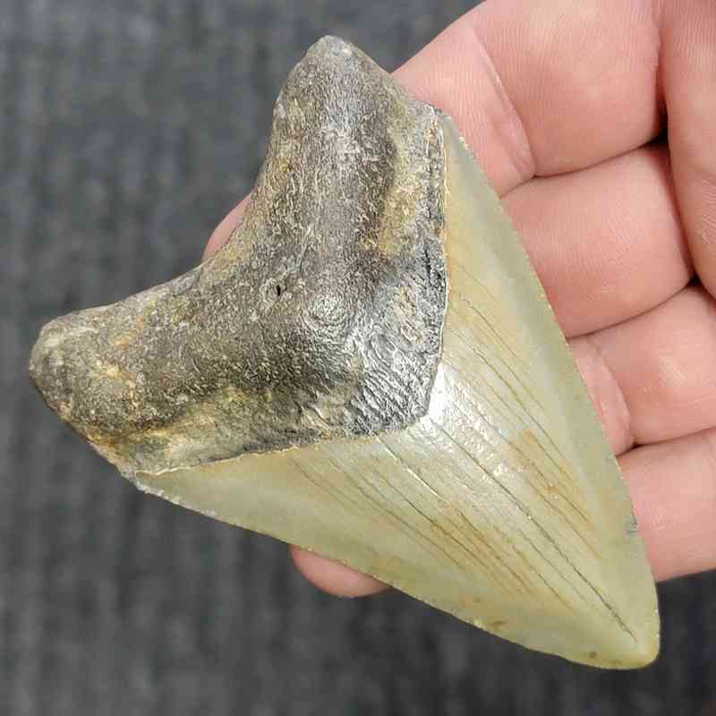 Fossil Megalodon Shark Tooth - STCOM3.5-30 - Image 2