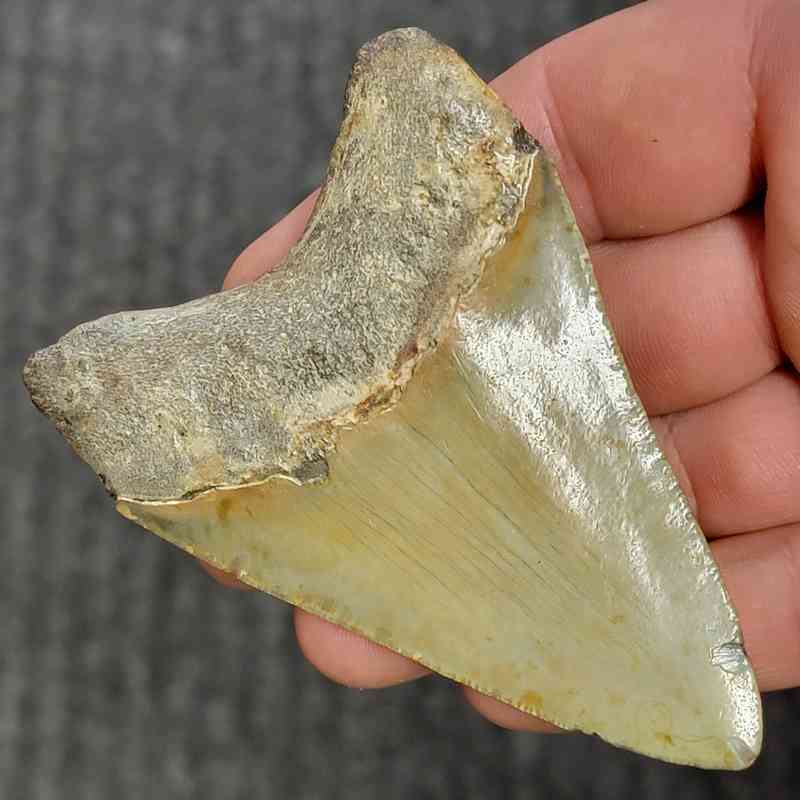 Fossil Megalodon Shark Tooth - STCOM3.5-30 - Image 3