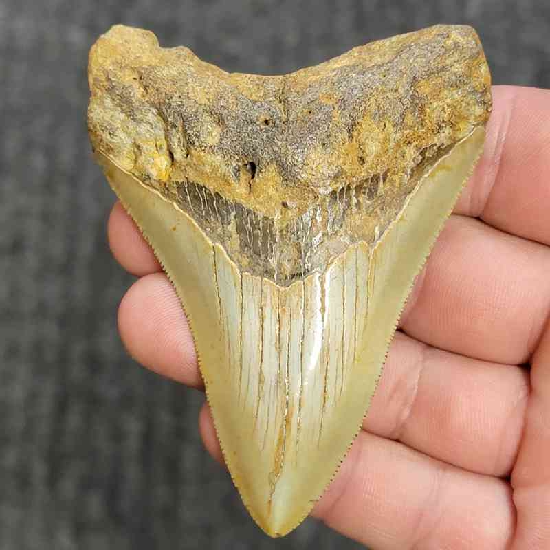 Fossil Megalodon Shark Tooth - STCOM3.5-38