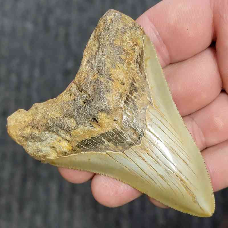 Fossil Megalodon Shark Tooth - STCOM3.5-38 - Image 2