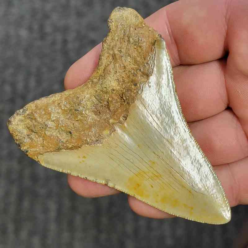 Fossil Megalodon Shark Tooth - STCOM3.5-38 - Image 3