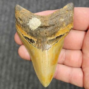 Fossil Megalodon Shark Tooth - STCOM3.5-43