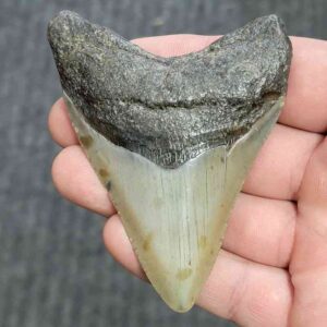 Fossil Megalodon Shark Tooth - STCOM3.5-5