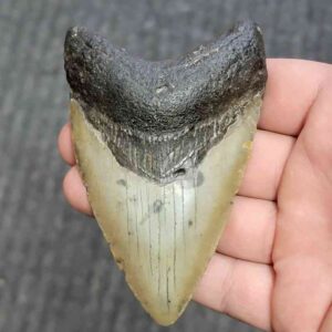Fossil Megalodon Shark Tooth - STCOM4-1