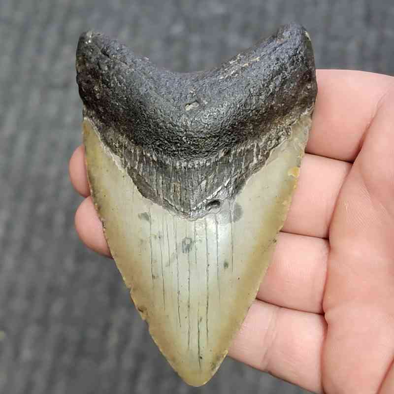 Fossil Megalodon Shark Tooth - STCOM4-1