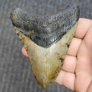 Fossil Megalodon Shark Tooth - STCOM4-10