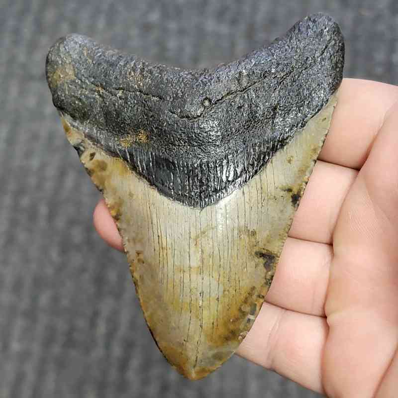 Fossil Megalodon Shark Tooth - STCOM4-10