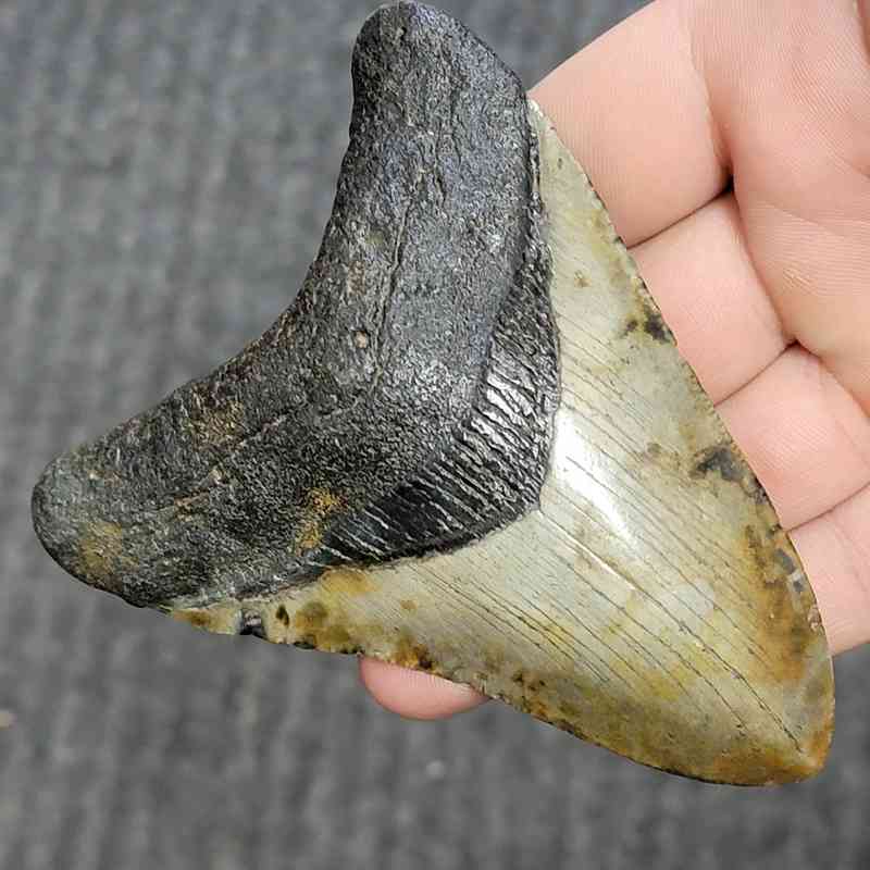 Fossil Megalodon Shark Tooth - STCOM4-10 - Image 2
