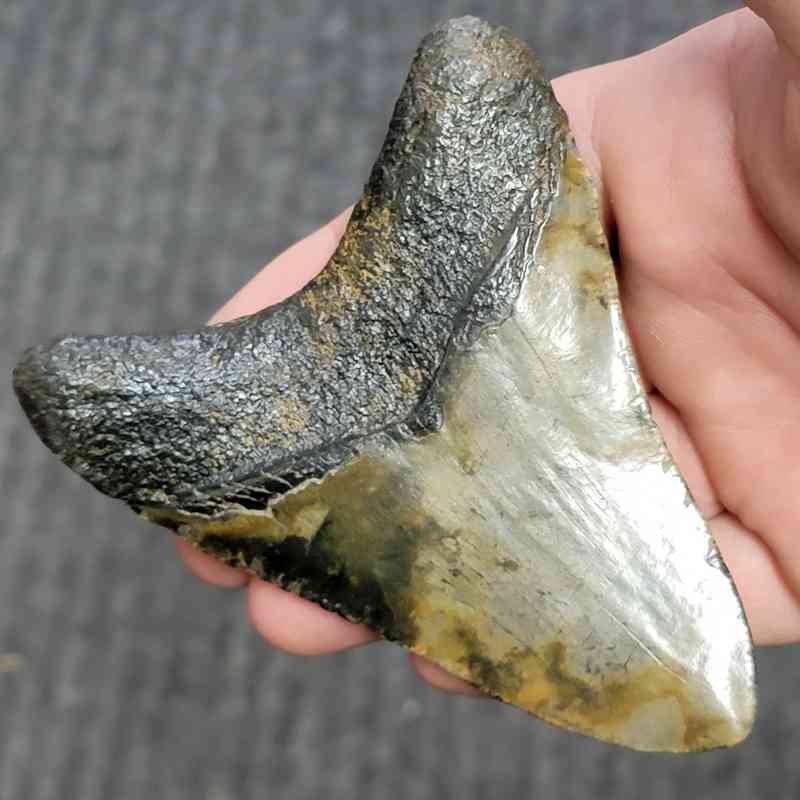 Fossil Megalodon Shark Tooth - STCOM4-10 - Image 3