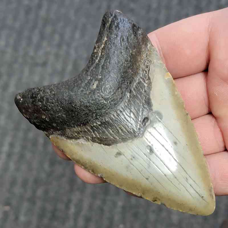 Fossil Megalodon Shark Tooth - STCOM4-1 - Image 2