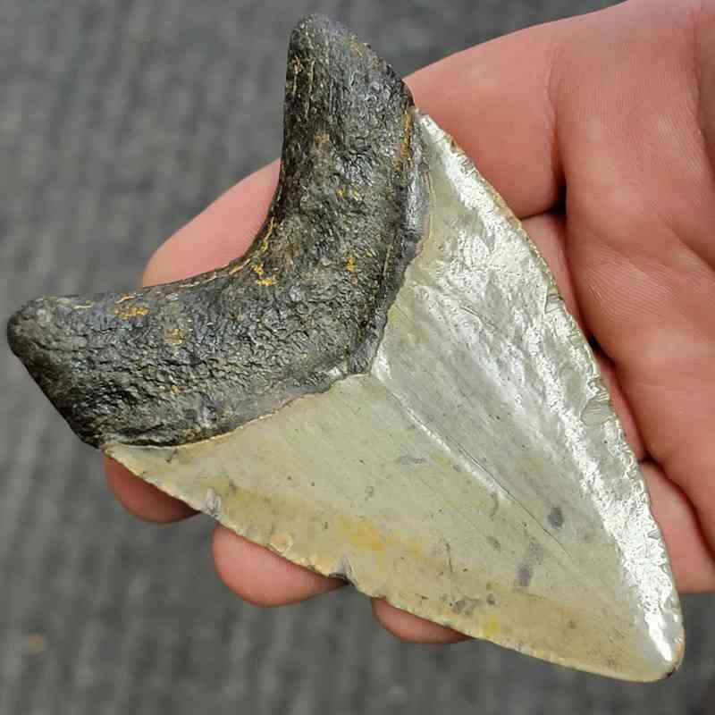 Fossil Megalodon Shark Tooth - STCOM4-1 - Image 3