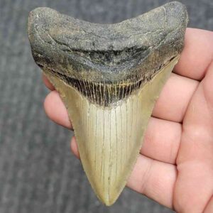 Fossil Megalodon Shark Tooth - STCOM4-2