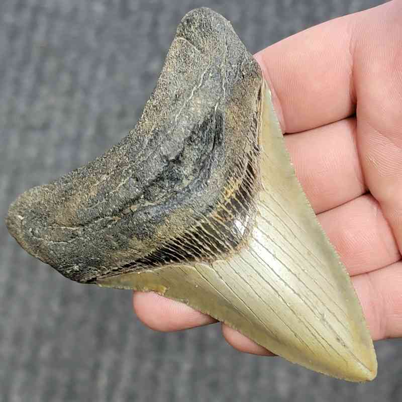 Fossil Megalodon Shark Tooth - STCOM4-2 - Image 2