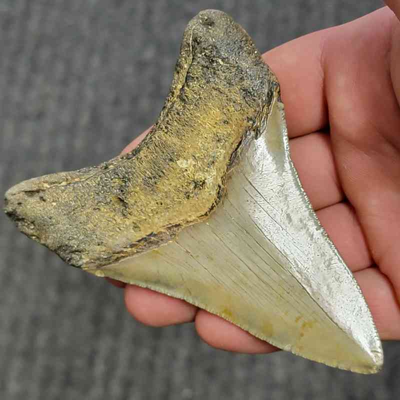 Fossil Megalodon Shark Tooth - STCOM4-2 - Image 3
