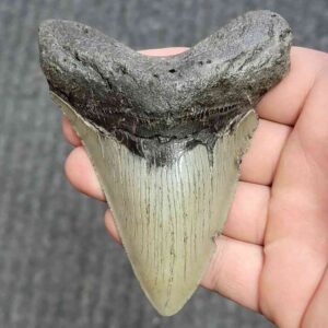 Fossil Megalodon Shark Tooth - STCOM4-37