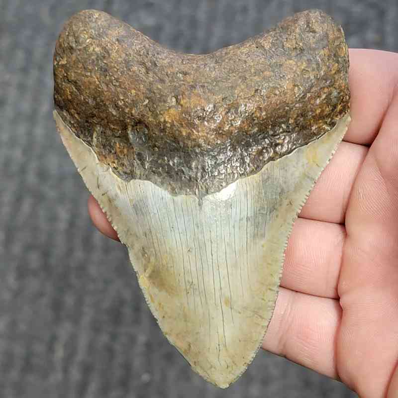 Fossil Megalodon Shark Tooth - STCOM4-4