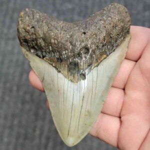 Fossil Megalodon Shark Tooth - STCOM4-41