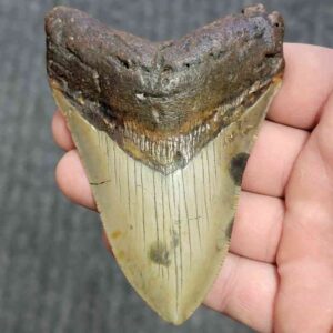 Fossil Megalodon Shark Tooth - STCOM4-43