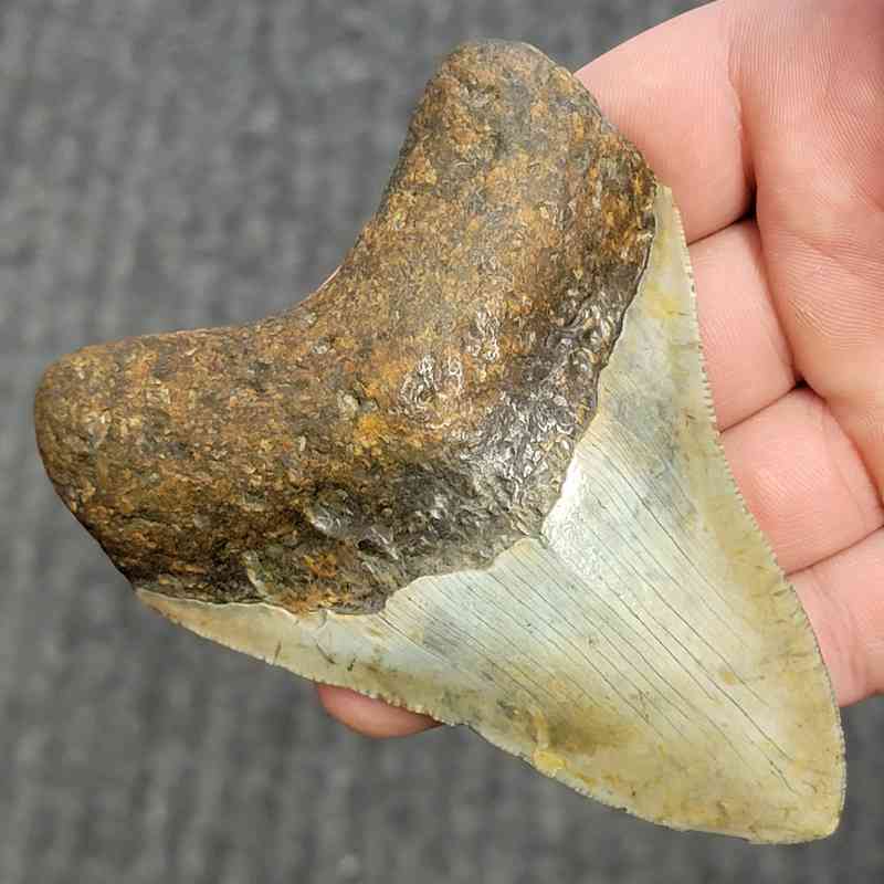 Fossil Megalodon Shark Tooth - STCOM4-4 - Image 2