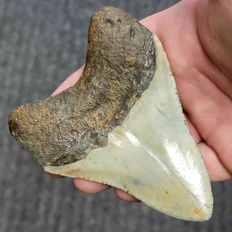 Fossil Megalodon Shark Tooth - STCOM4-4 - Image 3