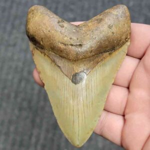 Fossil Megalodon Shark Tooth - STCOM4-5