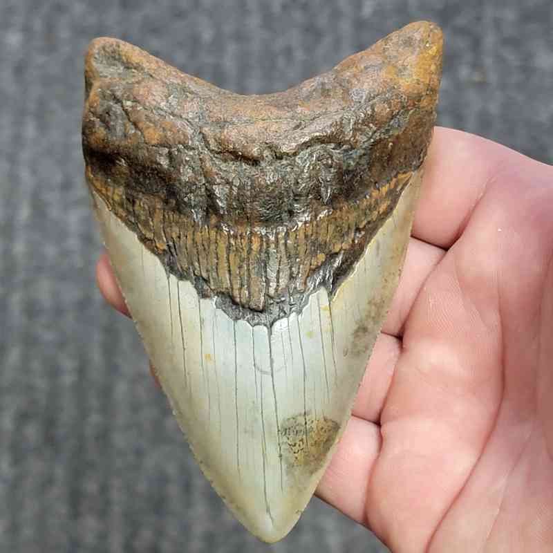 Fossil Megalodon Shark Tooth - STCOM4.5-27
