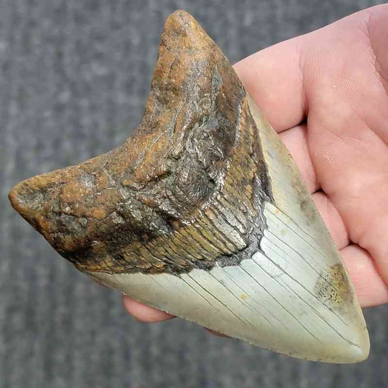 Fossil Megalodon Shark Tooth - STCOM4.5-27 - Image 2