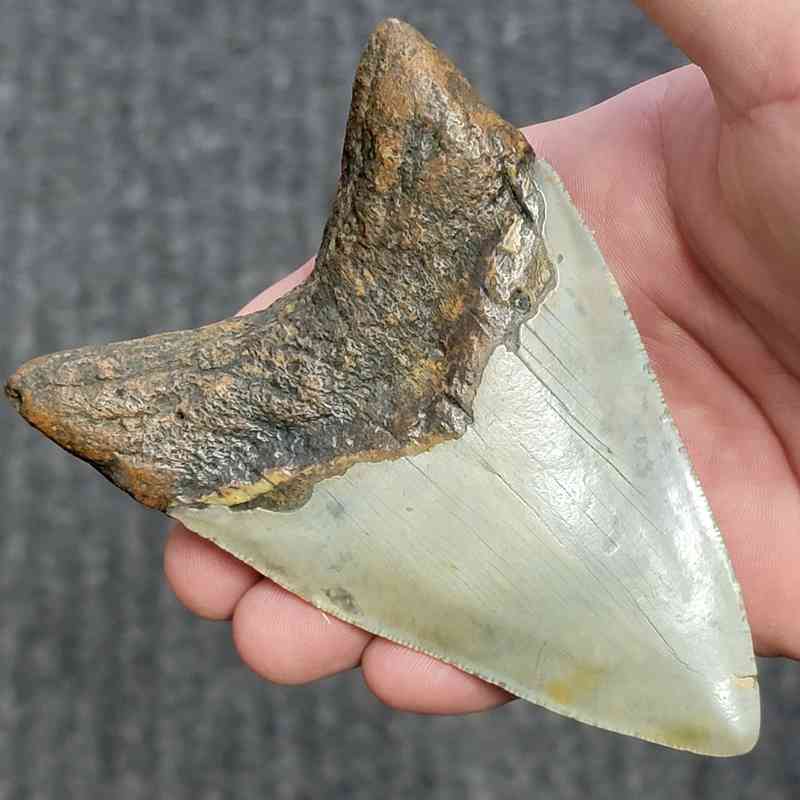 Fossil Megalodon Shark Tooth - STCOM4.5-27 - Image 3