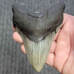 Fossil Megalodon Shark Tooth - STCOM4.5-31