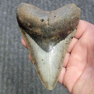 Fossil Megalodon Shark Tooth - STCOM4.5-8
