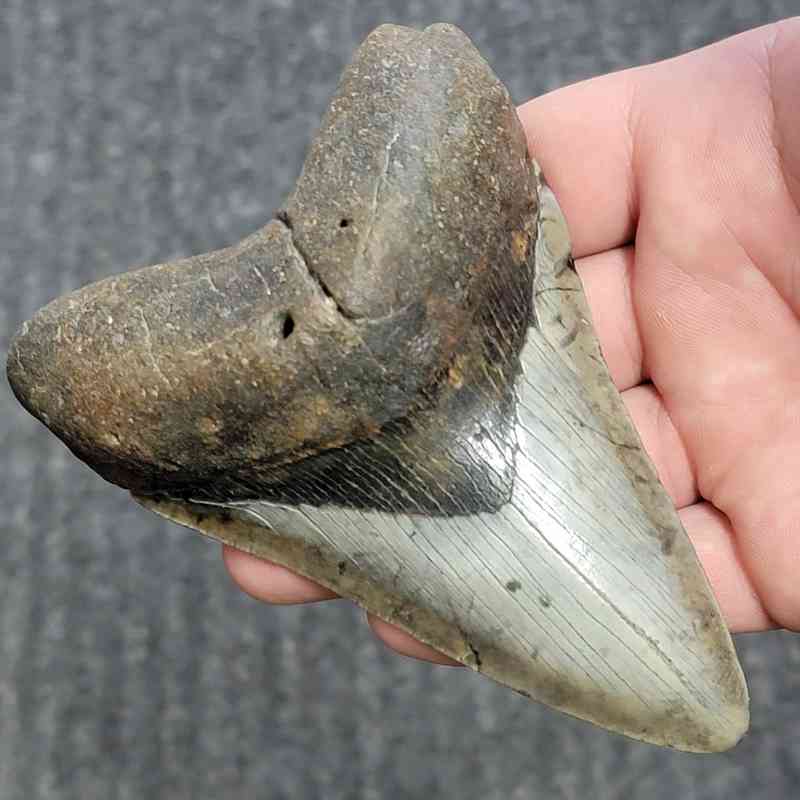 Fossil Megalodon Shark Tooth - STCOM4.5-8 - Image 2