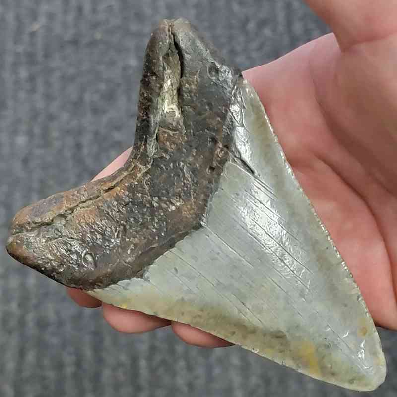 Fossil Megalodon Shark Tooth - STCOM4.5-8 - Image 3