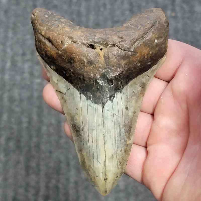 Fossil Megalodon Shark Tooth - STCOM4.5-9