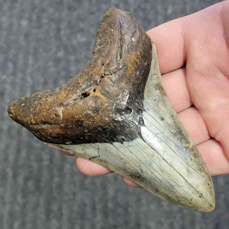 Fossil Megalodon Shark Tooth - STCOM4.5-9 - Image 2