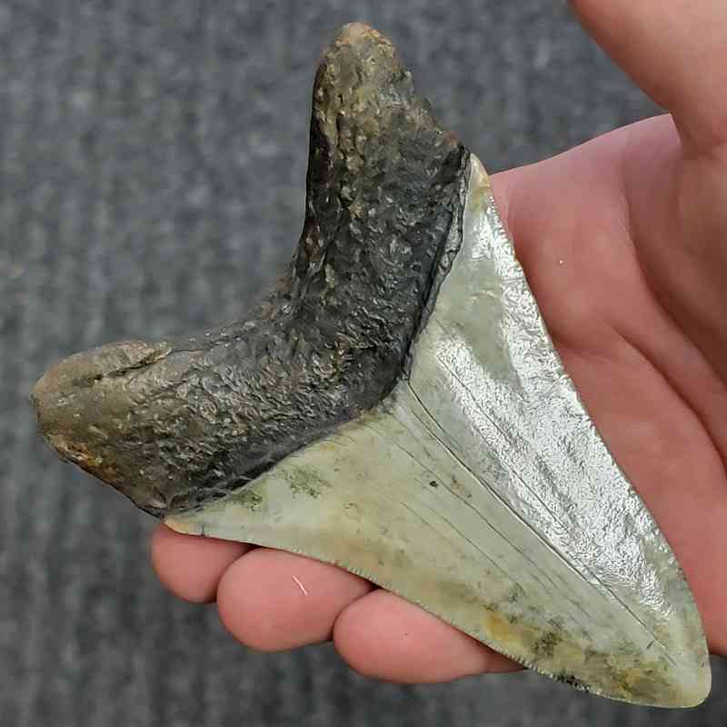 Fossil Megalodon Shark Tooth - STCOM4.5-9 - Image 3