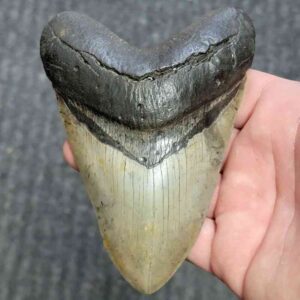 Fossil Megalodon Shark Tooth - STCOM5-1