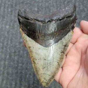 Fossil Megalodon Shark Tooth - STCOM5-10