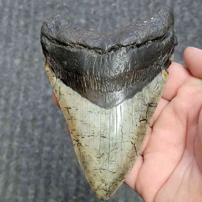 Fossil Megalodon Shark Tooth - STCOM5-10