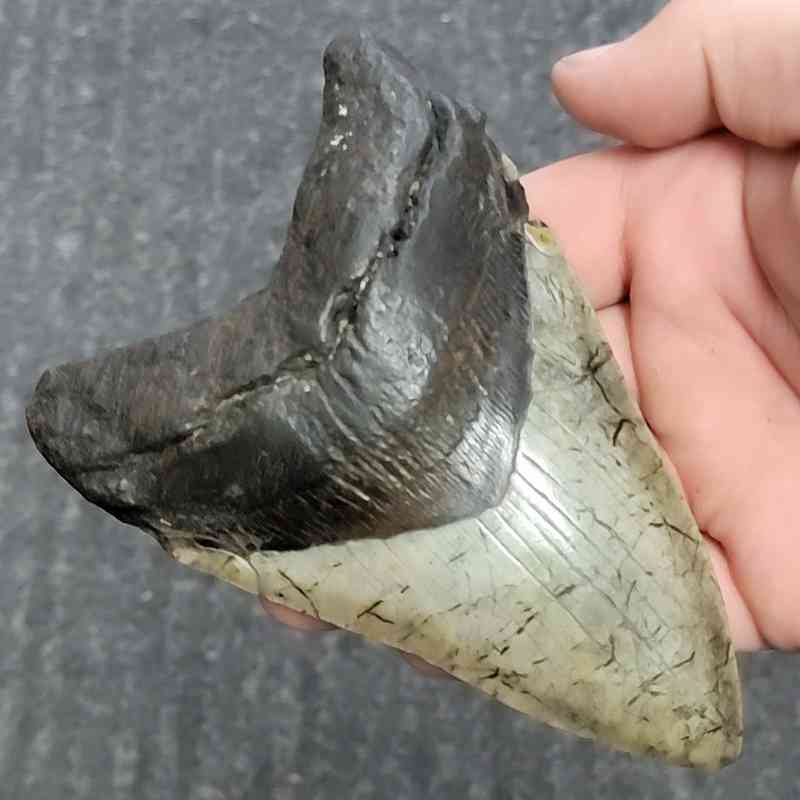 Fossil Megalodon Shark Tooth - STCOM5-10 - Image 2