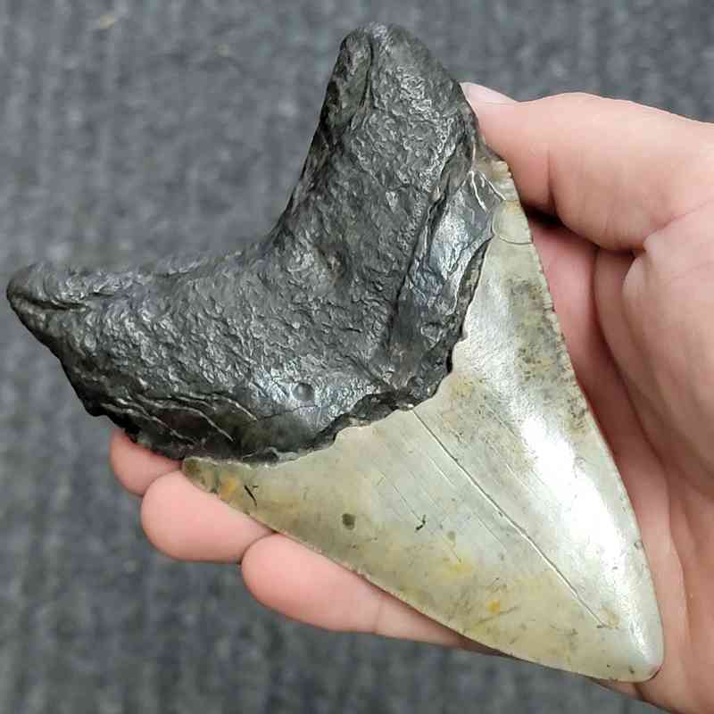 Fossil Megalodon Shark Tooth - STCOM5-10 - Image 3