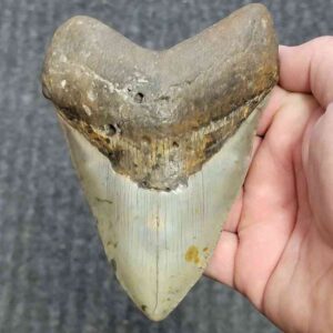 Fossil Megalodon Shark Tooth - STCOM5-19