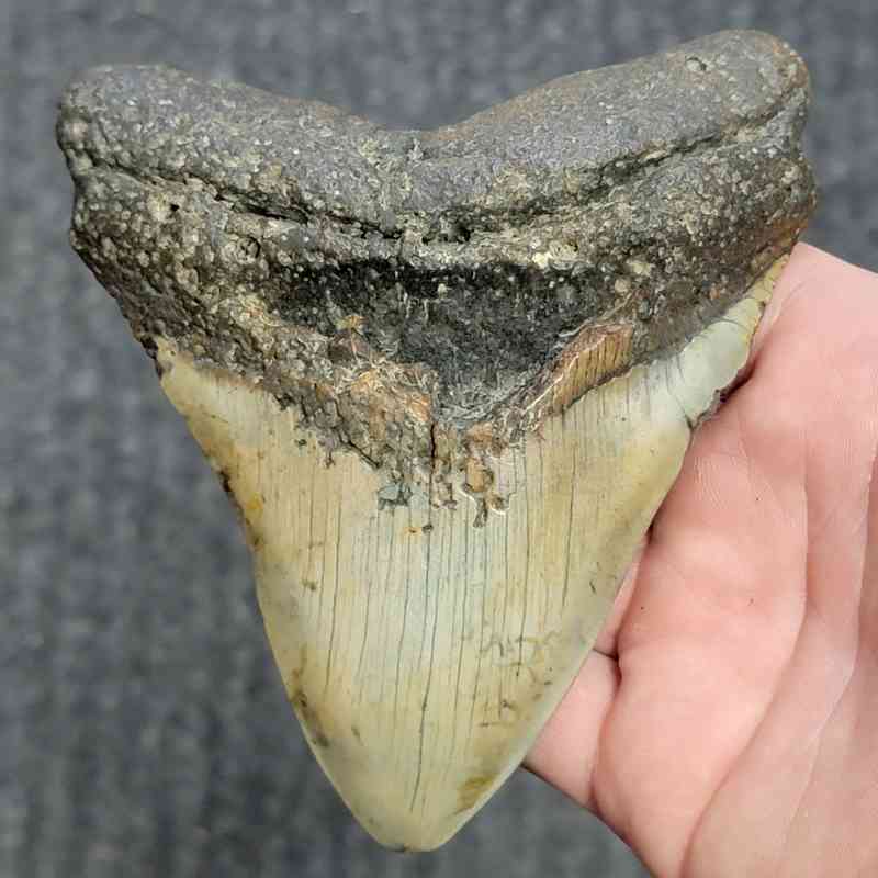 Fossil Megalodon Shark Tooth - STCOM5-3