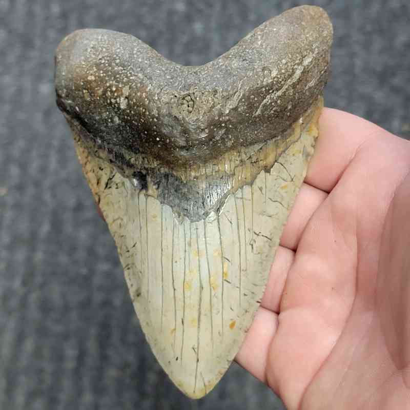 Fossil Megalodon Shark Tooth - STCOM5-38