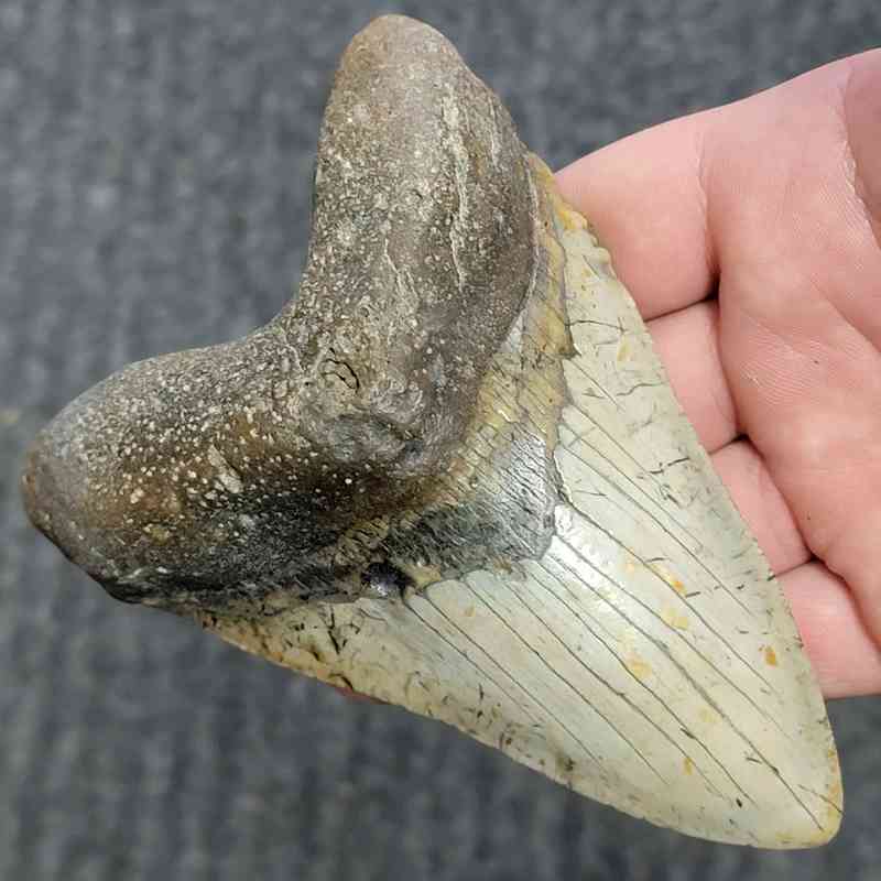 Fossil Megalodon Shark Tooth - STCOM5-38 - Image 2