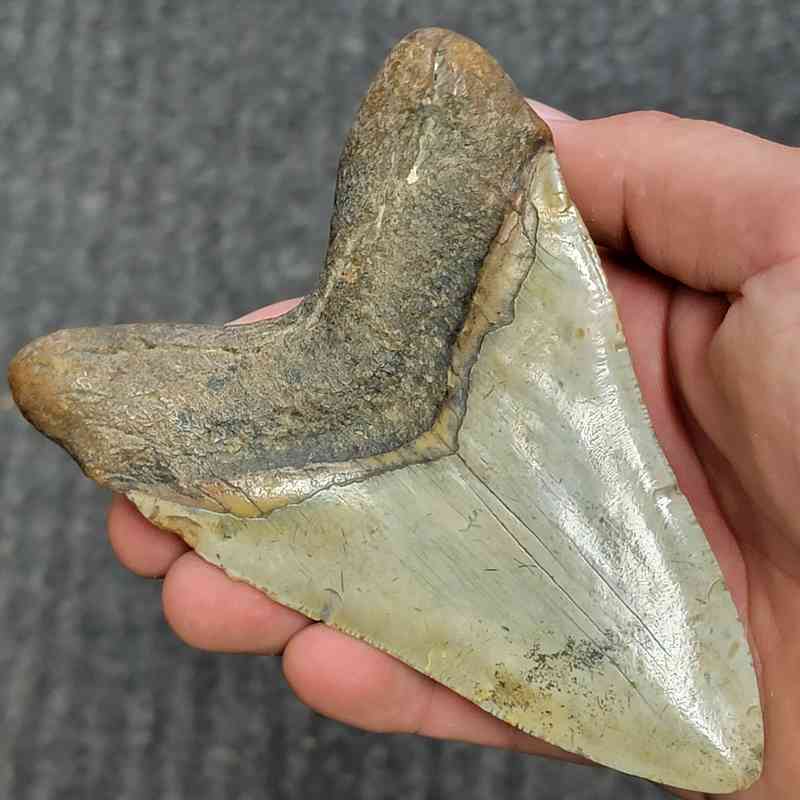 Fossil Megalodon Shark Tooth - STCOM5-38 - Image 3