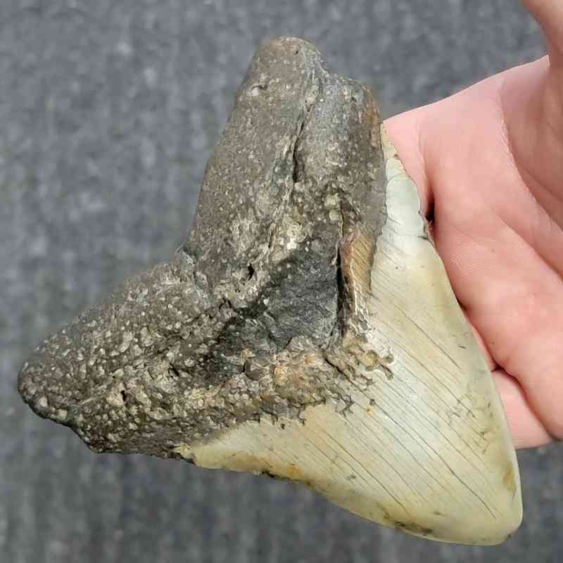 Fossil Megalodon Shark Tooth - STCOM5-3 - Image 2